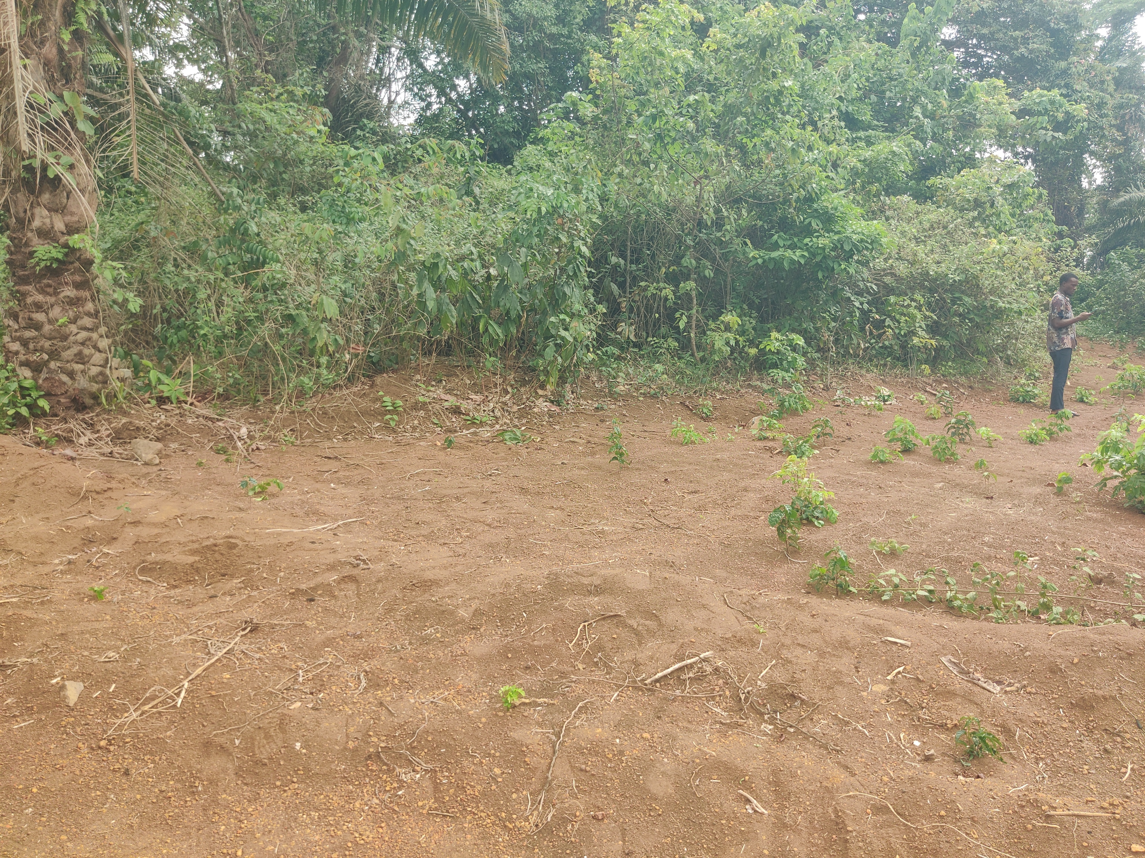 Affordable 1534m2 Land At Ewongo, Mile 4 Limbe