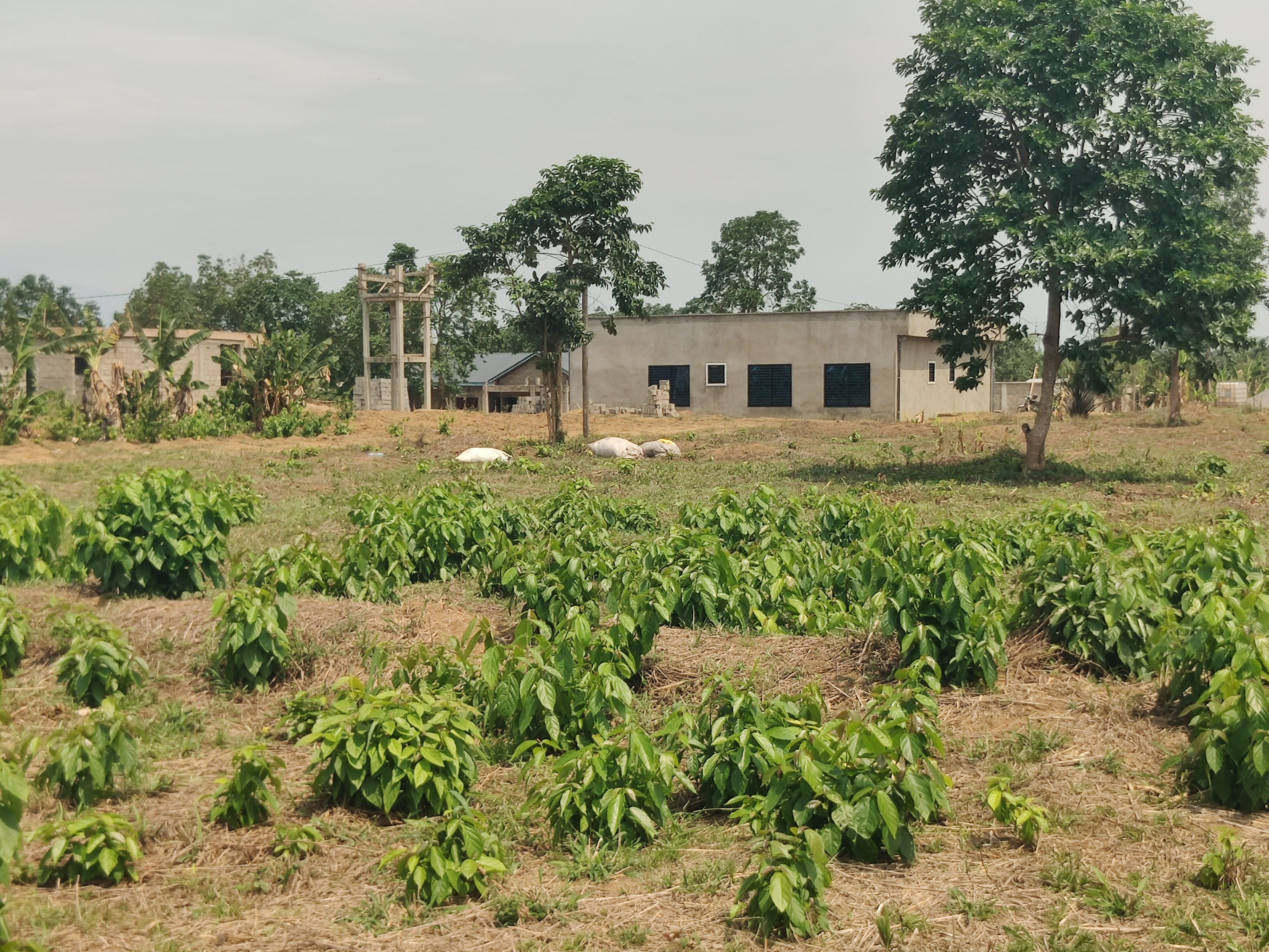 1200m2 Leveled Residential Land At Tiko-Douala Road
