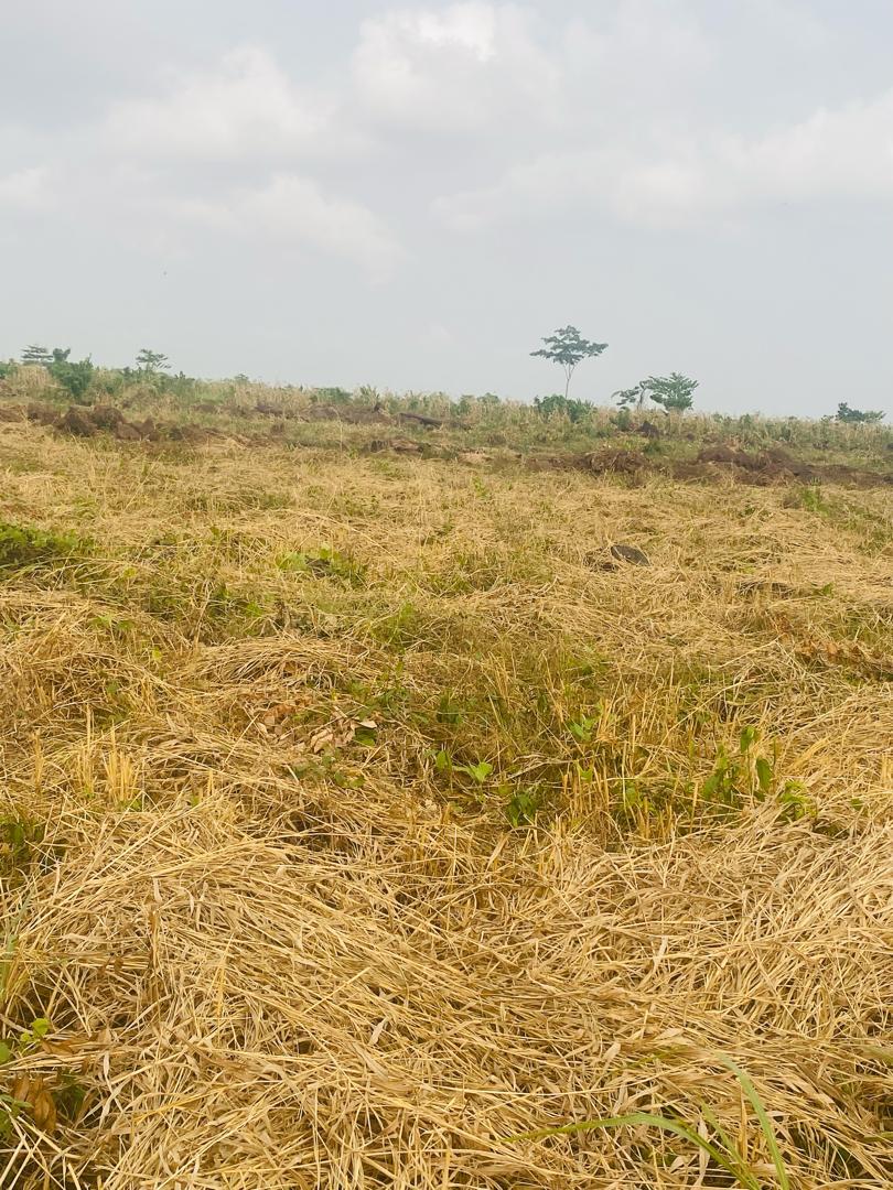 500m2 Titled Land Between Mile 14 and Mutengene